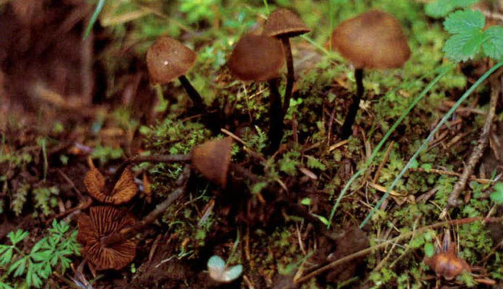 Inocybe lacera (Fr.) Kummer